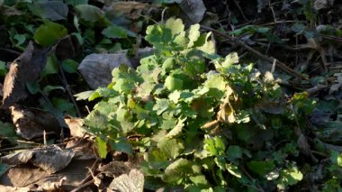 Kuru sonbahar yaprakları arasında filizlenen daha büyük selandin (Chelidonium majus) bitkilerinin statik üç ayaklı çekimi. Yumuşak doğal güneş ışığı, orman zemin arka planı, sinematik alan derinliği. Bitkisel tıp ve doğa projeleri için ideal..