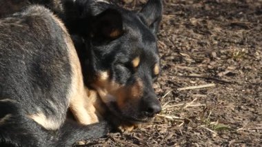 Açık havada kuru yaprakların ve toprağın üzerinde dinlenen melez bir köpeğin detaylı bir yakın çekimi. Köpek parlak güneş ışığında gözlerini kısarak göz kırpıyor. Statik kamera, sinematik ışıklandırma, doğal açık hava ortamı..