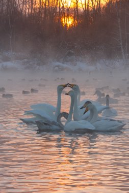 Rusya'da kışlama Kuğu