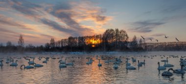 Rusya'da kışlama Kuğu