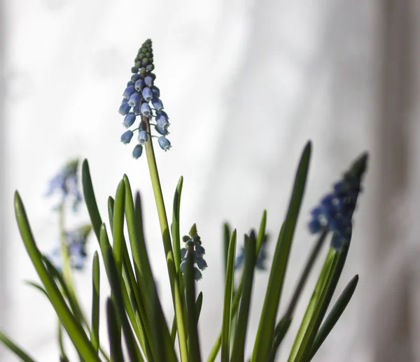 Voorjaarsbloemen — Stockfoto