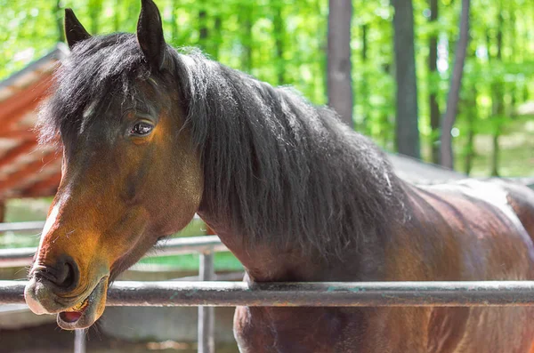 パドックの口の中で馬を閉じるまで笑って馬の馬の馬の感情 選択的な焦点 — ストック写真