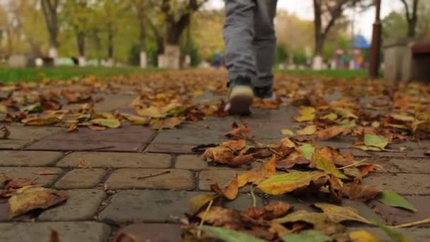 一个年轻人走在秋天的公园里 踩着黄色落叶走着 — 图库视频影像
