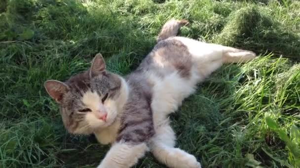 Chat sur l'herbe verte 