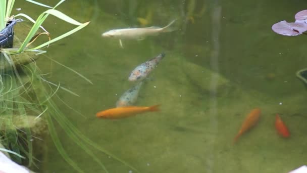 Chinese carp in a pond — Stock Video
