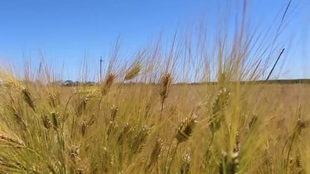 Trigo amarillo y verde en el viento en el campo — Vídeos de Stock