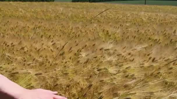 Die Hand berührt die Ähren auf dem Feld — Stockvideo