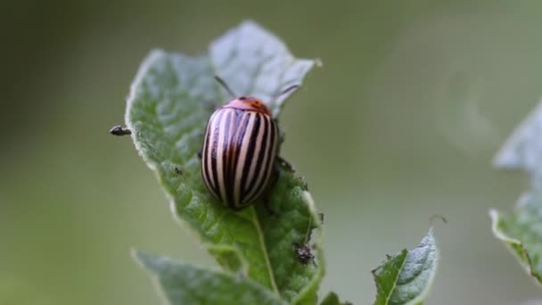 El escarabajo de la patata de Colorado se sienta en las papas lita bajo la acción del viento — Vídeos de Stock