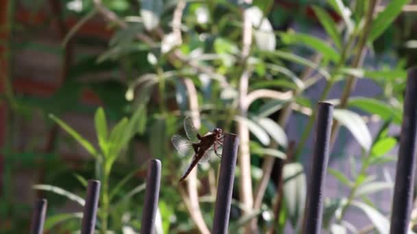 Dragonfly sits on an iron pin, departs and returns — Stock Video