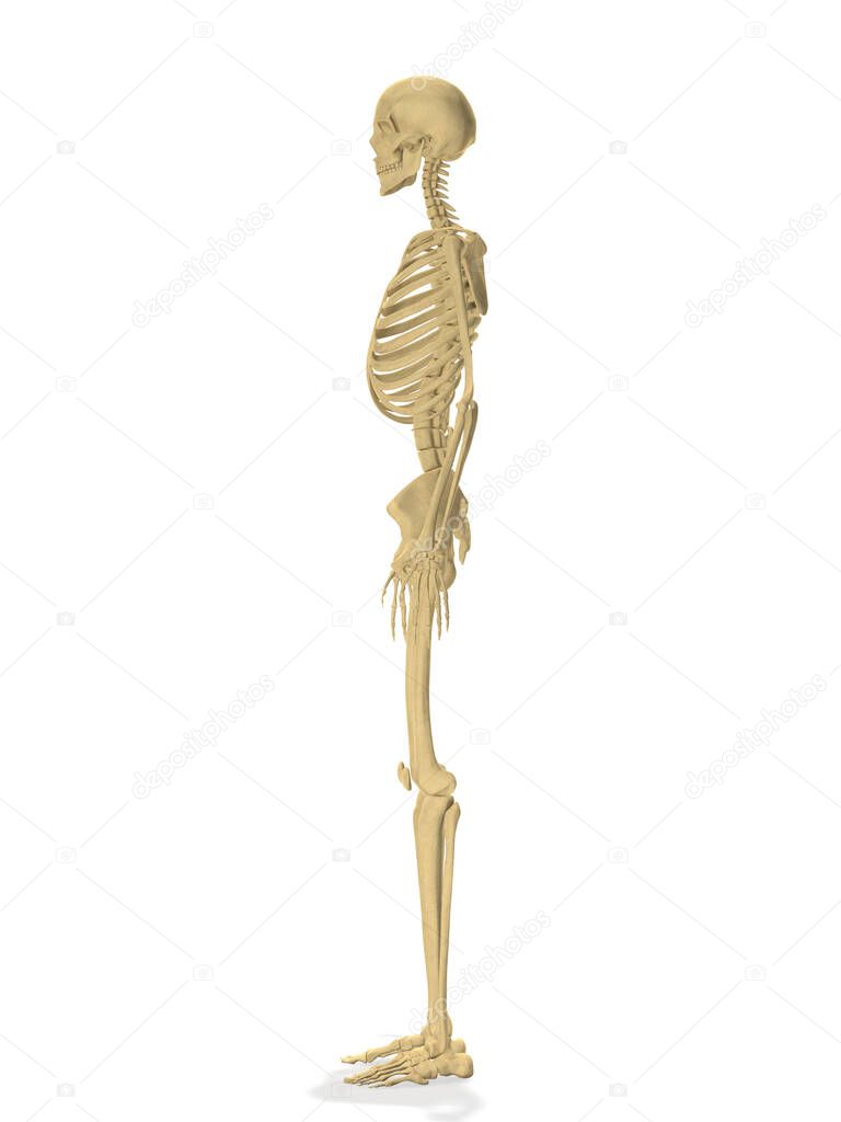 Human skeleton side profile 3d rendering
