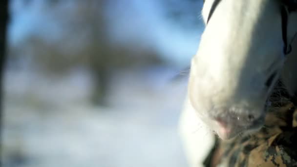 Cavalli al pascolo sulla neve in inverno — Video Stock