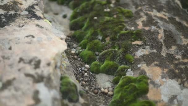 Grumos de musgo espalhados no chão e pedra, fundo natural ao ar livre — Vídeo de Stock