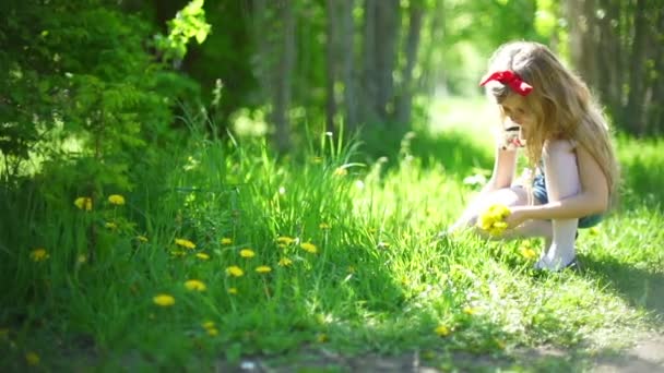 Маленька дівчинка збирає кульбаби на сонячному лузі . — стокове відео