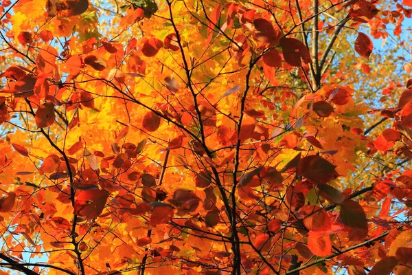 stock image Autumn red leaf on blurred sky background