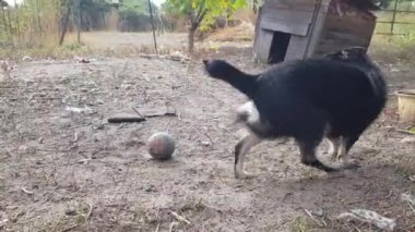 Kabinin yanında tasmalı küçük siyah bir köpek kuyruğunun peşinden koşuyor.
