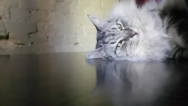 Gatto Addormentato Grigio Chiude Pigramente Apre Gli Occhi — Video Stock