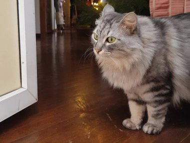 Gri tüylü evcil kedi kapının önünde.