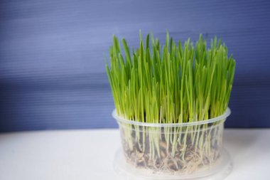 Yeşil filizlenmiş yulaf filizleri evcil bir kedinin beslenme düzeninde vitamin takviyesidir. Kedi için ot. Yumuşak odak.