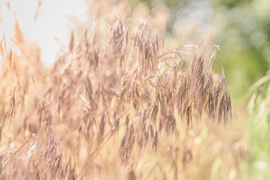 Kırmızımsı kulaklı mısır gevrekleri rüzgarda çırpınıyor, doğanın doğal dokusunu bulanıklaştırıyor. Yaz otları. Sabah güneşinin doğal ışığı
