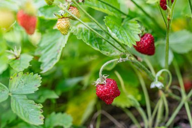 Yaz kırmızı taze olgun çilek