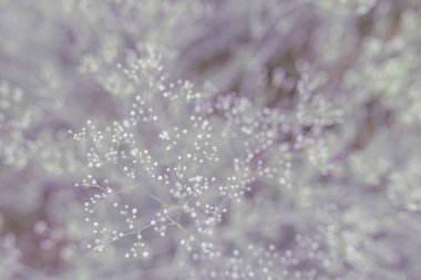 Beyaz küçük çiçekler. Arka planda bulanıklık var. Buket için çingene çiçeği.