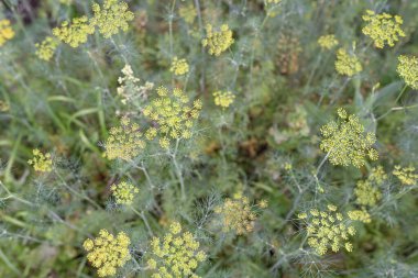 Dereotlu üst görünümün şemsiyesi. Yumuşak odak