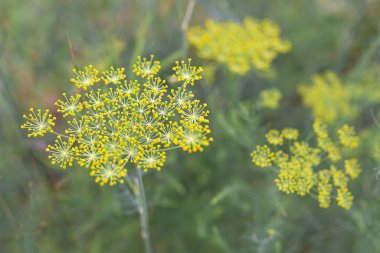Çiçek açan dereotlu şemsiyeler yumuşak odaklı üst görünüm. Temel yağlar iyileştiriliyor