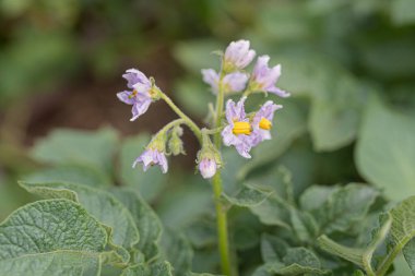 Bulanık bir arka planda patates çiçekleriyle seyyar satıcı. Patates yetiştirme mevsimi