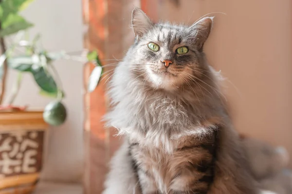 Gri tüylü, tüylü, evcil bir kedi yeşil gözleriyle kameraya bakar.