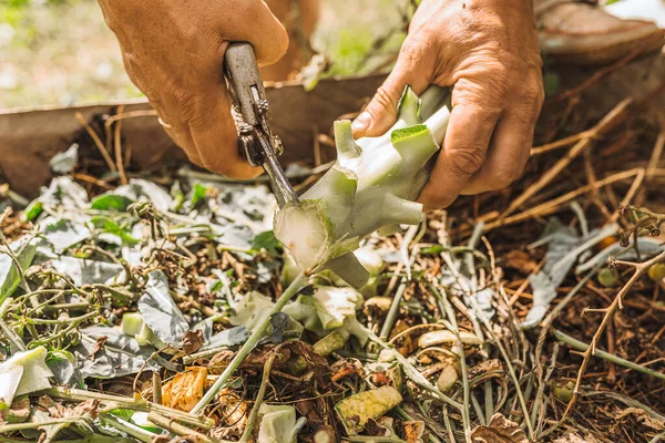 Male Hands Grind Cabbage Waste Pruner Compost Heap Soft Focus — Stock Photo, Image