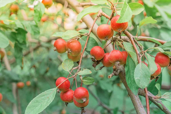 Dekorativa Kinesiska Äppelträd Med Frukter Små Röda Äpplen Dekorativa Kinesiska — Stockfoto