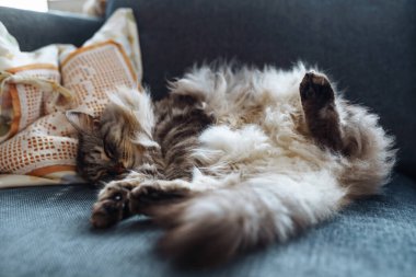 Kıvırcık tüylü gri kedi yumuşak yastıkta uyur.