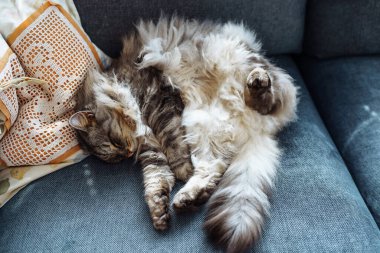 Kıvırcık tüylü gri kedi yumuşak yastıkta uyur.