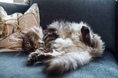 Kıvırcık tüylü gri kedi yumuşak yastıkta uyur.