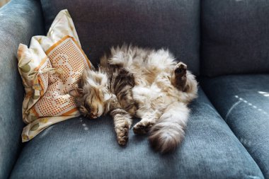 Kıvırcık tüylü gri kedi yumuşak yastıkta uyur.