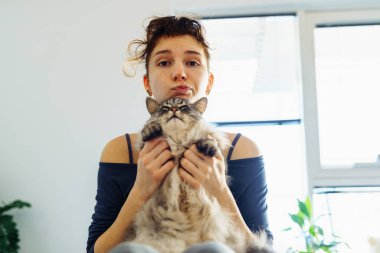 Kadınların elleri kabarık gri bir kediyi kucaklıyor ve tırmalıyor, evcil hayvan, birlikte vakit geçiriyor, kedi mırıldanıyor.