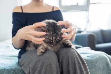 Kadınların elleri kabarık gri bir kediyi kucaklıyor ve tırmalıyor, evcil hayvan, birlikte vakit geçiriyor, kedi mırıldanıyor.