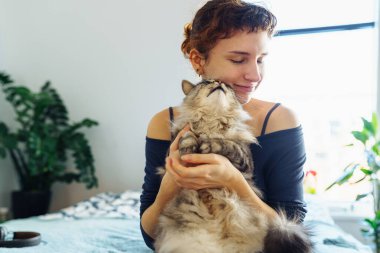 Kadınların elleri kabarık gri bir kediyi kucaklıyor ve tırmalıyor, evcil hayvan, birlikte vakit geçiriyor, kedi mırıldanıyor.