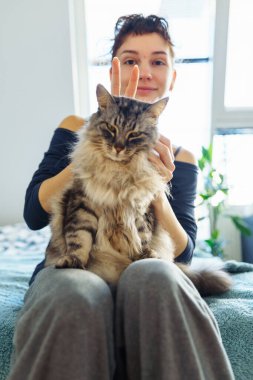 Kadınların elleri kabarık gri bir kediyi kucaklıyor ve tırmalıyor, evcil hayvan, birlikte vakit geçiriyor, kedi mırıldanıyor.