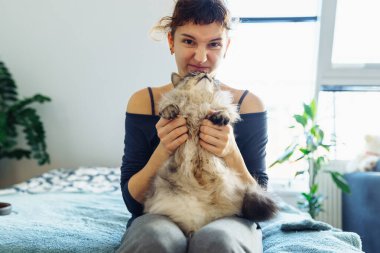 Kadınların elleri kabarık gri bir kediyi kucaklıyor ve tırmalıyor, evcil hayvan, birlikte vakit geçiriyor, kedi mırıldanıyor.