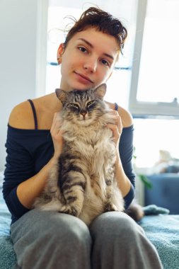Kadınların elleri kabarık gri bir kediyi kucaklıyor ve tırmalıyor, evcil hayvan, birlikte vakit geçiriyor, kedi mırıldanıyor.
