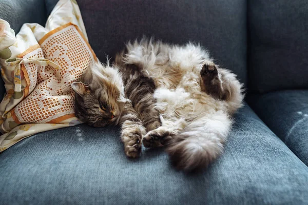 Kıvırcık tüylü gri kedi yumuşak yastıkta uyur.