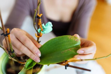 Genç bir kadın, orkide bitkisinin zarar görmüş, hastalıklı yaprağına bakıyor.