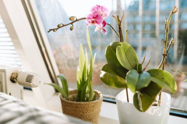 Bir apartmanın pencere eşiğinde saksıda çiçek açan orkideler.