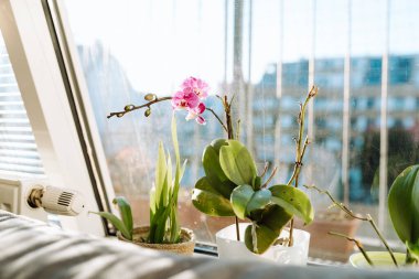 Bir apartmanın pencere eşiğinde saksıda çiçek açan orkideler.