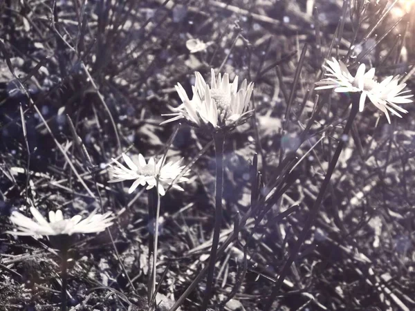 Sedikit Blackandwhite Aster Padang Rumput Khususnya Lampu Untuk Latar Belakang — Stok Foto