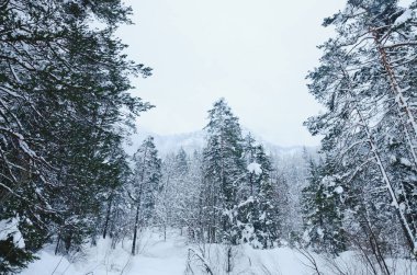 Slovenya 'nın Alpler kentinde kar kaplı ağaçlarla kaplı kış manzarası. Doğa konseptinin güzelliği.