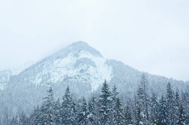 Slovenya 'nın Alpler kentinde kar kaplı ağaçlarla kaplı kış manzarası. Doğa konseptinin güzelliği.