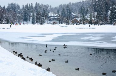 Slovenya 'nın Alpler kentinde karla kaplı ağaçlar ve dağ nehrinin manzarası. Doğa konseptinin güzelliği.