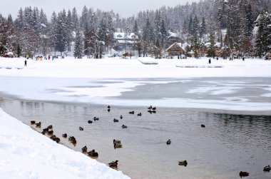 Slovenya 'nın Alpler kentinde karla kaplı ağaçlar ve dağ nehrinin manzarası. Doğa konseptinin güzelliği.